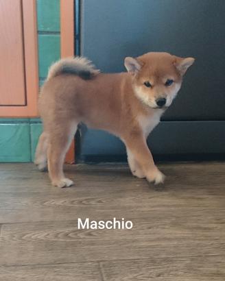 Shiba inu