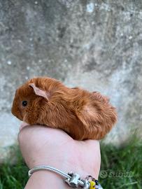 Porcellini d'india a milano entro 01/06