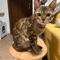 Gatto del bengala