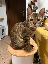 Gatto del bengala