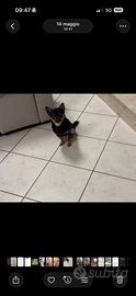 Chiuhuahua con pedigree