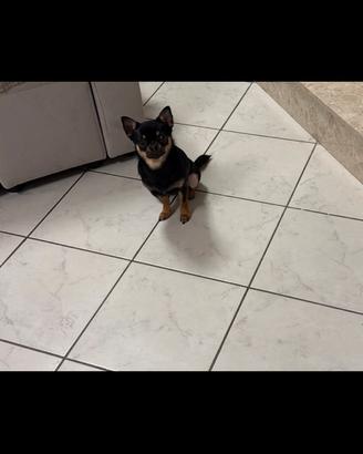 Chiuhuahua con pedigree