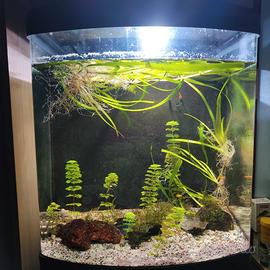 Acquario Sera cube 130 litri