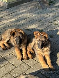Cuccioli di Pastore Tedesco