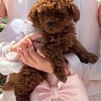 Cuccioli di Barboncino Toy e mini toy