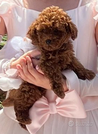 Cuccioli di Barboncino Toy e mini toy