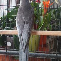 Coppia riproduttiva Calopsite