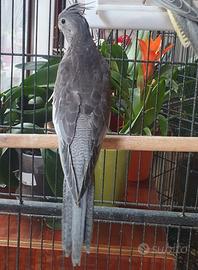 Coppia riproduttiva Calopsite