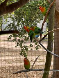 Inseparabili Fischer