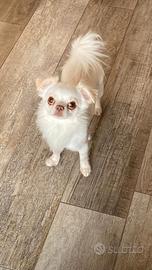 Chihuahua russo per monta