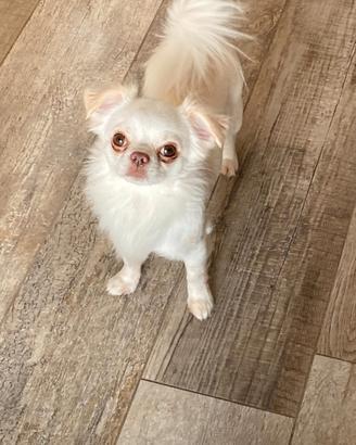 Chihuahua russo per monta