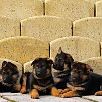 Cuccioli pastore tedesco FEMMINA