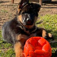 CUCCIOLATA pastori tedeschi