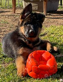 CUCCIOLATA pastori tedeschi