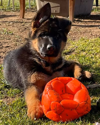 CUCCIOLATA pastori tedeschi