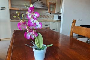 Casa vacanze week ostia