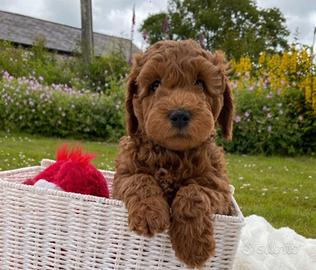 Cuccioli di barboncini mini toy M e F