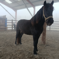 Cavallo bardigiano: puledre di 3 anni