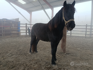 Cavallo bardigiano: puledre di 3 anni
