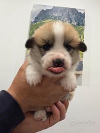 Cuccioli Welsh Corgi Pembroke con Pedigree