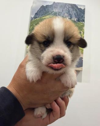 Cuccioli Welsh Corgi Pembroke con Pedigree