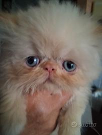 Gattino persiano