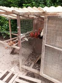 Galline nane - checcette