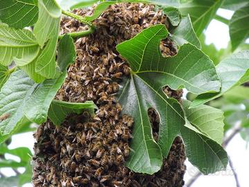 Recupero sciami di api