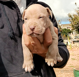 American Pitbull Terrier Silver