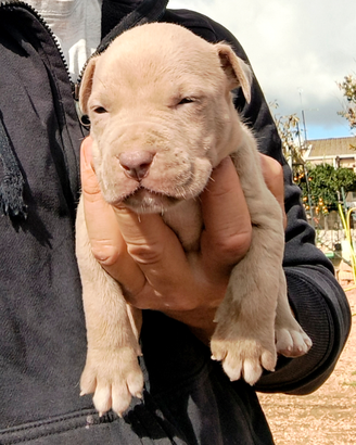 American Pitbull Terrier Silver