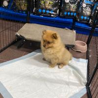 Volpino italiano cucciola