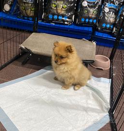 Volpino italiano cucciola