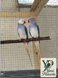Parrocchetti dal collare viola cleartail