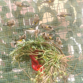 Cardellini maschi novelli 2025