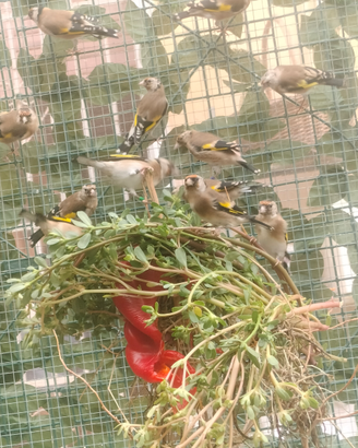 Cardellini maschi novelli 2025