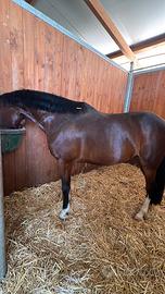 Super pony