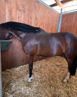 Super pony