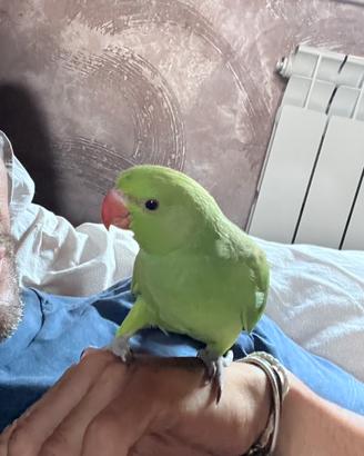 Parrocchetti dal collare allevati a mano