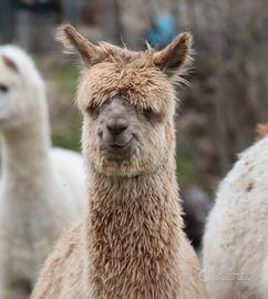 Cucciolo ALPACA