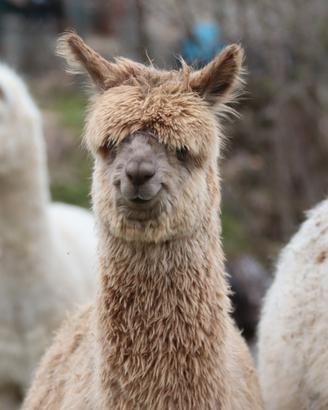 Cucciolo ALPACA