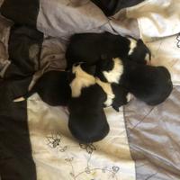 Cuccioli di Border Collie