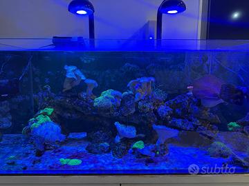 Acquario marino completo 250 litri