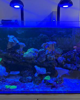 Acquario marino completo 250 litri