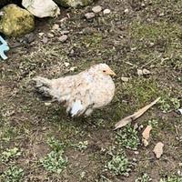 Copia di Gallina Serama