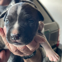 Cuccioli AmStaff