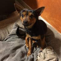 Pinscher per accoppiamento