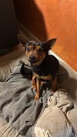 Pinscher per accoppiamento