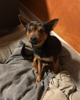 Pinscher per accoppiamento