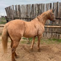 Cavallo quarter Palomino