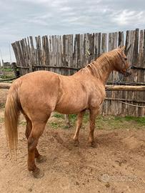 Cavallo quarter Palomino